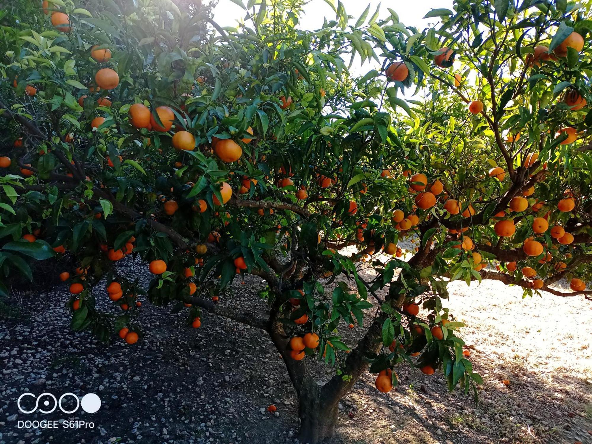 Casa Rural Complex Masia Del Tremendo Y Agroturismo Camarles Dış mekan fotoğraf